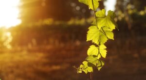 Enoturismo en Cantabria. Bodegas Vidular