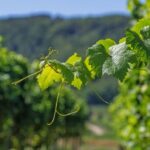 Enoturismo en Cantabria. Bodegas Vidular