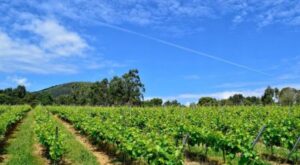 Enoturismo en Cantabria. Bodegas Vidular