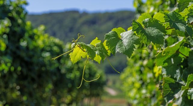 Enoturismo en Cantabria. Bodegas Vidular