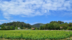 Cantabria como Destino Enoturístico
 Bodegas Vidular