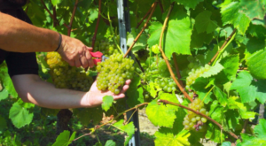 Cantabria como Destino Enoturístico
 Bodegas Vidular